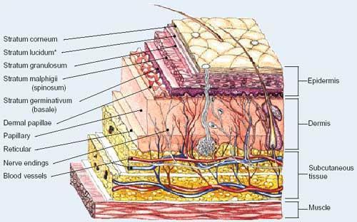 Epidermis As a Barrier Outer, thin layer Keratinocytes, basal cells, melanocyte cells, stratum corneum Lacks blood vessels Few nerve endings Provides mechanical protection and barrier function