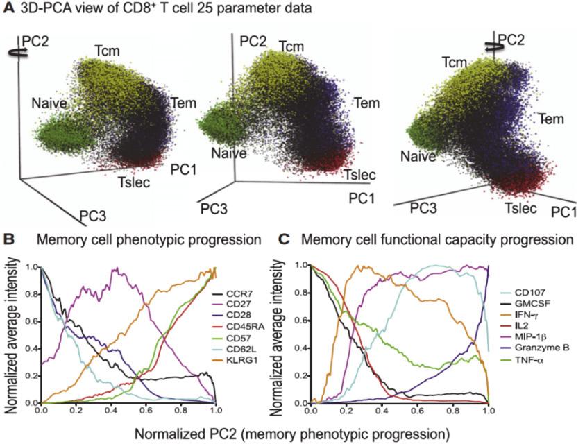 High-dimensional mass cytometry analysis reveals that CD8 + T cells exist as a heterogeneous continuum rather than discreet subsets.