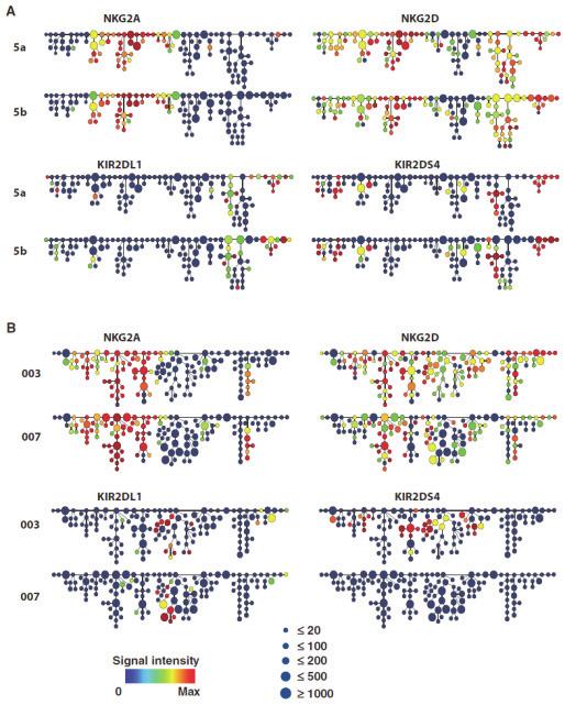 High-dimensional mass cytometry profiling of the NK cell repertoire uncovers a unique diversity of inhibitory and activating receptor expression patterns.