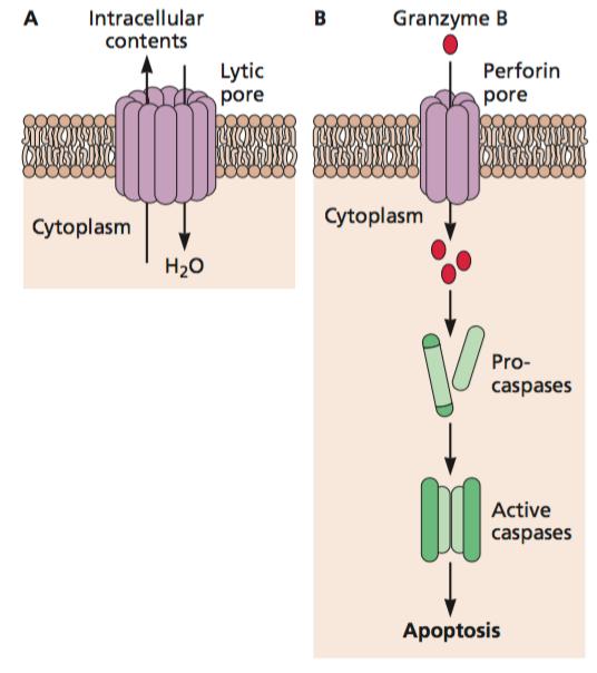 CTL lysis Lysis of target cell by two