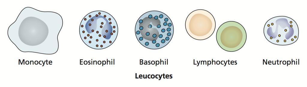 Leukocytes and Lymphocytes Leukocyte: general term for white blood cell (lymphocytes, neutrophils, eosinophils,