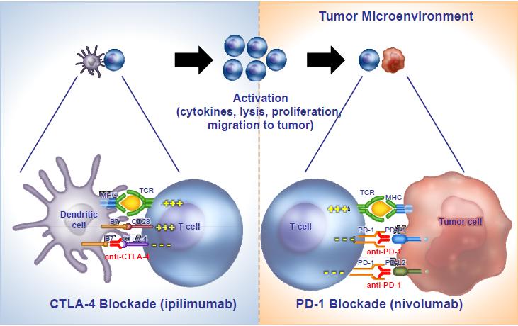 Immune Checkpoints Anti-PD1 & Anti-CTLA4 Wolchok JD et al.