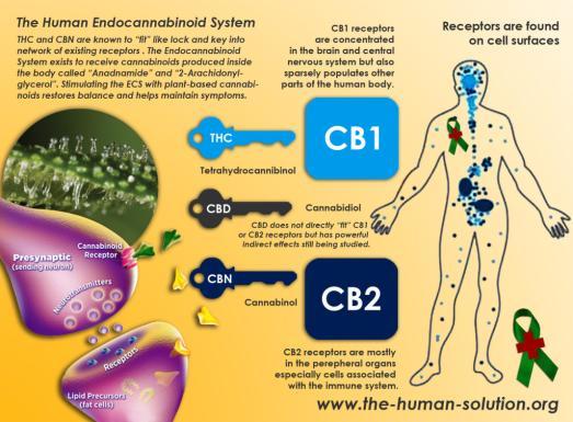 MOLECULAR SIGNALING SYSTEM ECS Different types of cannabinoids elicit different responses within