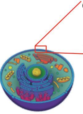 Also known as A thin structure that acts as a barrier to the of the cell from the (outside)