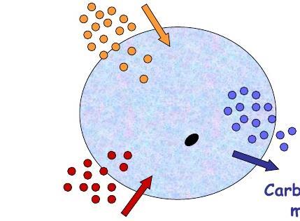 FUNCTION #1: How does the cell membrane separate the inside of the cell from the outside of the cell? 1. The structure of the cell membrane acts as the between the and the of the cell. 2.