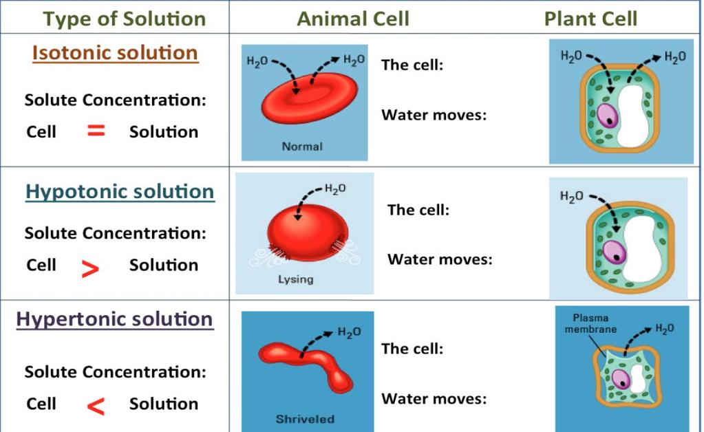 A cell can be in the following types of solutions: 1. Hypertonic: solution outside of the cell has a high concentration of particles and low concentration of water 2.