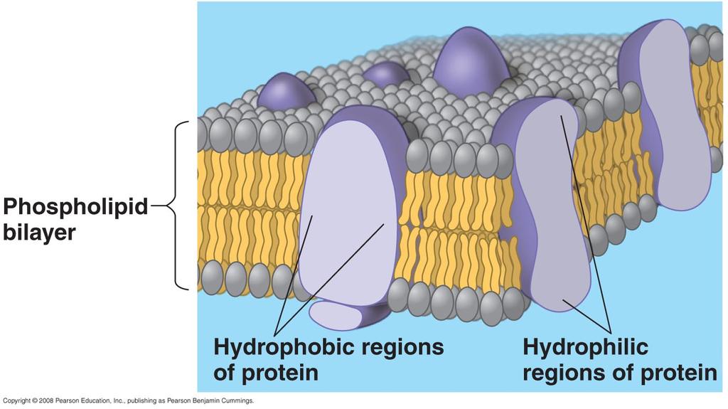 In this model, the membrane is a fluid structure with a mosaic of various proteins embedded in or attached to a double layer (bilayer) of phospholipids.