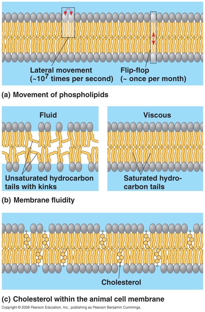 Membranes are fluid. Membrane molecules are held in place by relatively weak hydrophobic interactions.