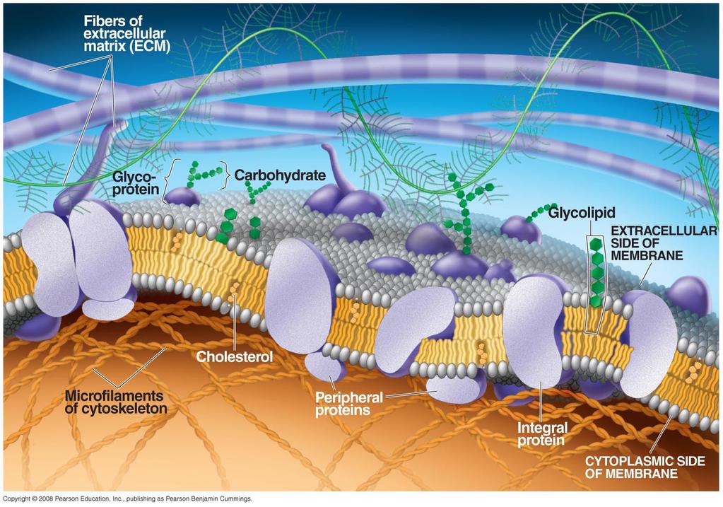 Membranes are mosaics of structure and function. A membrane is a collage of different proteins embedded in the fluid matrix of the lipid bilayer.