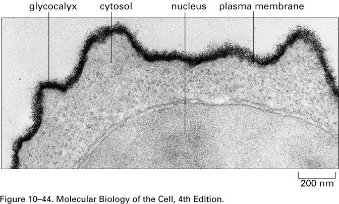 Membrane carbohydrates are important for cell-cell recognition.