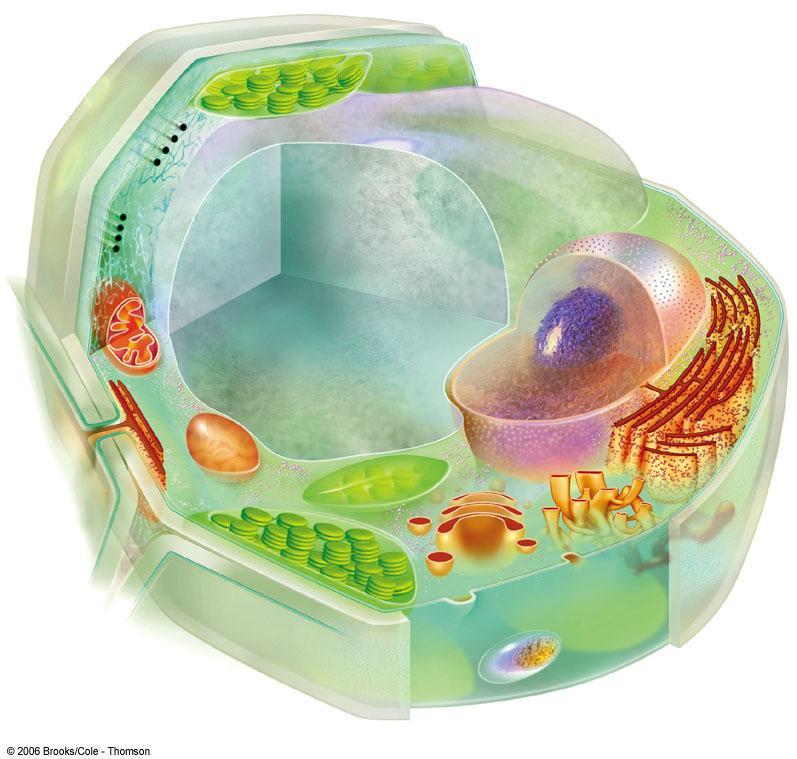 b Plant cell (eukaryotic) DNA in nucleus