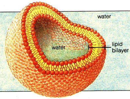 Cell Membrane main component: phospholipids phosphate head: hydrophilic (likes water) two lipid tails: