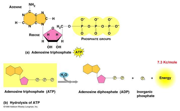 ATP (adenosine triphosphate) - high