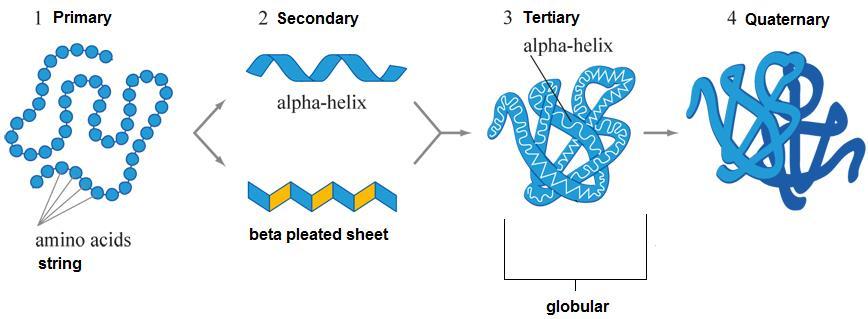 PROTEINS Levels of structure (folding) Primary amino acids Secondary alpha helix or
