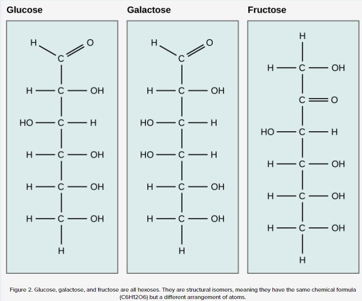 Structure and Function The structure of a biomolecule determines it s function Example: Carbohydrates Glucose, Galactose, and Fructose have the same chemical formula (C6H12O6), but the atoms are