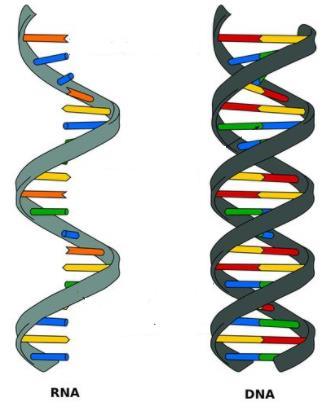 Structure and Function The structure of a biomolecule determines it s function Example: Nucleic Acids DNA and RNA have different structures Number of strands (double vs.