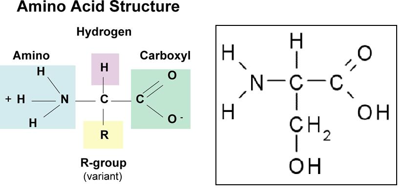 PROTEINS Elements: carbon, hydrogen, oxygen, nitrogen, & sometimes sulfur (CHON(S)) Monomer subunits: amino