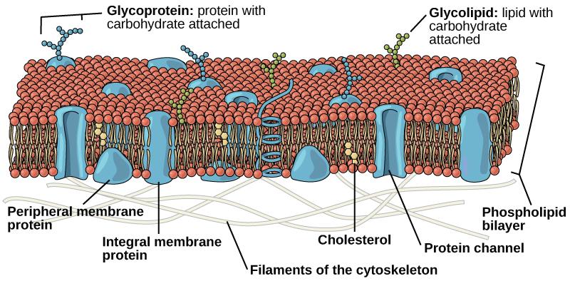 OpenStax-CNX module: m45433 2 is necessary for the activities of certain enzymes and transport molecules within the membrane. Plasma membranes range from 510 nm thick.