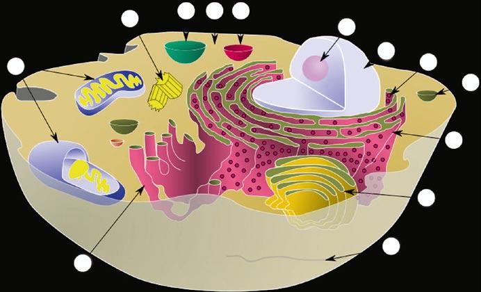 72 2 Radiobiology 13 10 11 12 1 9 2 3 4 5 6 8 7 Fig. 2.1 Schematic illustration of a eukaryotic cell.