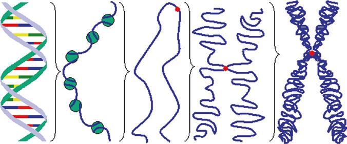 2.1 Cell Biology and Carcinogenesis 75 1 2 3 4 5 Fig. 2.4 Relationship between DNA and chromosomes. 1, DNA; 2, DNA + protein; 3, chromatin; 4, chromatids; 5, chromosome.