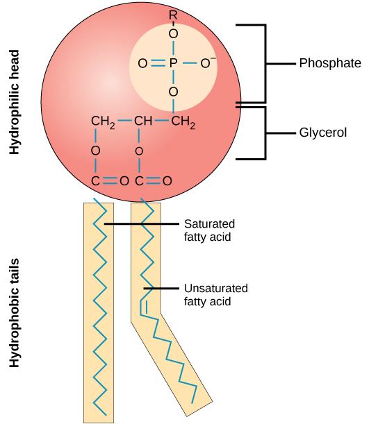 4 CHAPTER 1. MEMBRANES - COMPONENTS AND STRUCTURE (GPC) Figure 1.2: This phospholipid molecule is composed of a hydrophilic head and two hydrophobic tails.