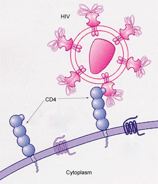 8 CHAPTER 1. MEMBRANES - COMPONENTS AND STRUCTURE (GPC) Figure 1.5: HIV binds to the CD4 receptor, a glycoprotein on the surfaces of T cells. (credit: modication of work by NIH, NIAID) 1.