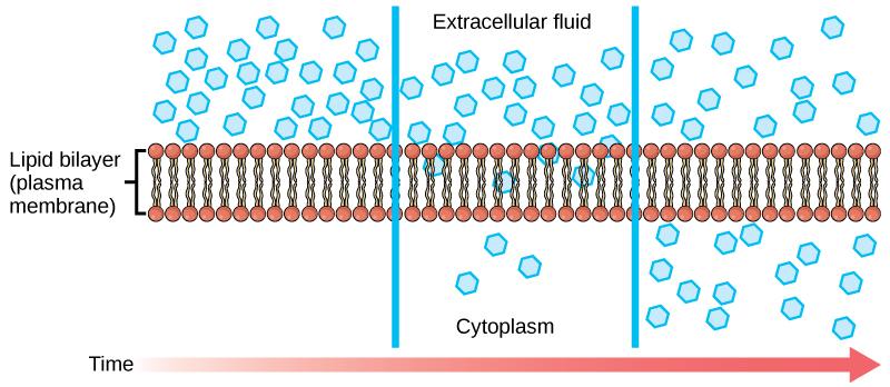 13 Figure 2.2: Diusion through a permeable membrane moves a substance from an area of high concentration (extracellular uid, in this case) down its concentration gradient (into the cytoplasm).