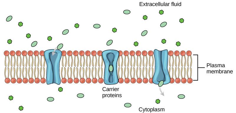 16 CHAPTER 2. MEMBRANES - PASSIVE TRANSPORT (GPC) to the overall selectivity of the plasma membrane. The exact mechanism for the change of shape is poorly understood.