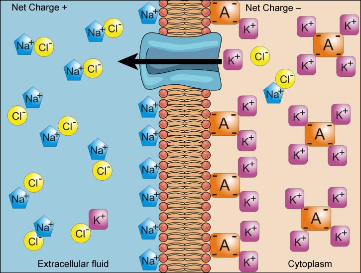 26 CHAPTER 3. MEMBRANES - ACTIVE TRANSPORT (GPC) Figure 3.1: Electrochemical gradients arise from the combined eects of concentration gradients and electrical gradients.