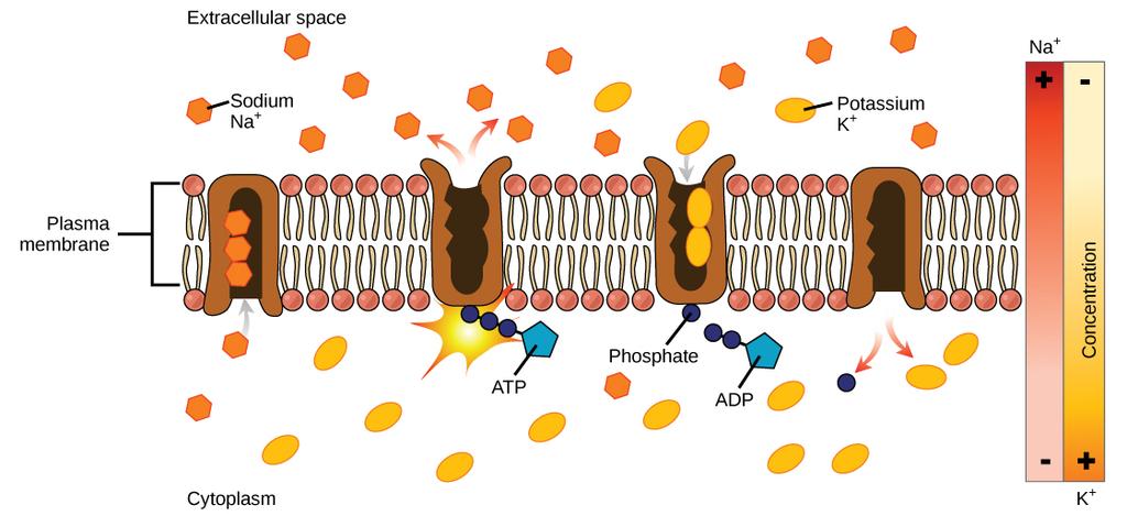 28 CHAPTER 3. MEMBRANES - ACTIVE TRANSPORT (GPC) Figure 3.3: Primary active transport moves ions across a membrane, creating an electrochemical gradient (electrogenic transport).