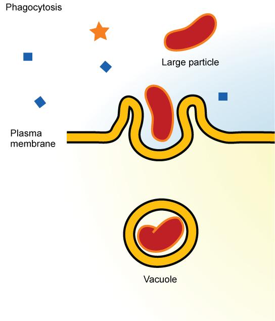 34 CHAPTER 4. MEMBRANES - BULK TRANSPORT (GPC) Figure 4.1: In phagocytosis, the cell membrane surrounds the particle and engulfs it.
