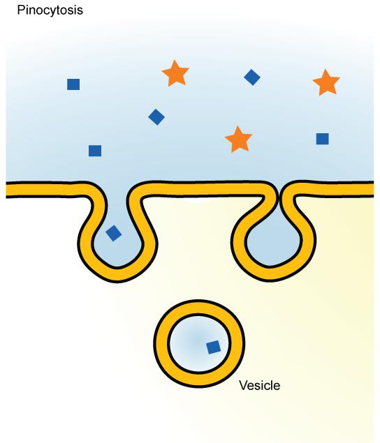 35 with a lysosome (Figure 4.2). Figure 4.2: In pinocytosis, the cell membrane invaginates, surrounds a small volume of uid, and pinches o.
