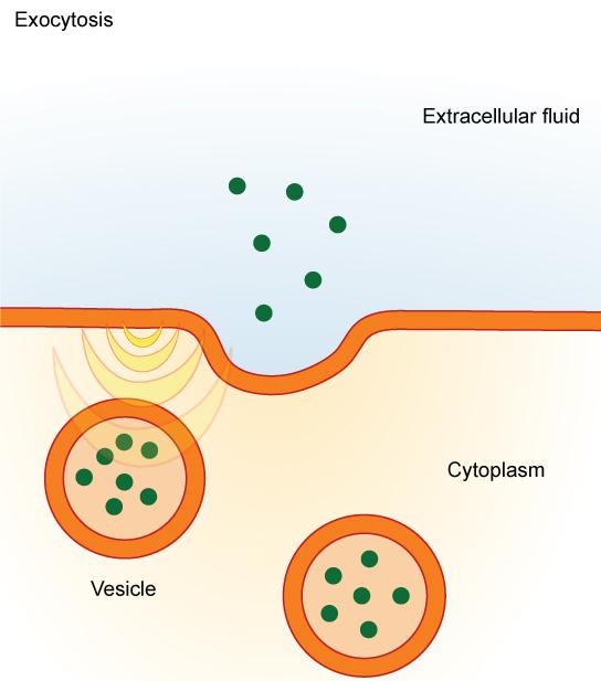 38 CHAPTER 4. MEMBRANES - BULK TRANSPORT (GPC) Figure 4.4: In exocytosis, vesicles containing substances fuse with the plasma membrane. The contents are then released to the exterior of the cell.