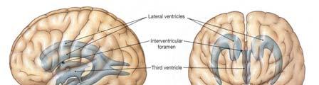 ) d) the 4th travels the length of the brainstem and touches the