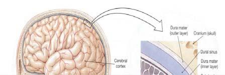 Blood Brain Barrier (BBB). Cranial Meninges 1.