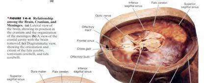 jugular veins of the neck. 2.