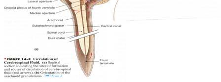 Dural folds act like a seat belt, CSF acts like an air bag. Dural folds are places where the dura mater folds down and attaches to the brain.