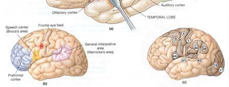 separates the frontal lobe from the temporal lobe Parieto-occipital lobe