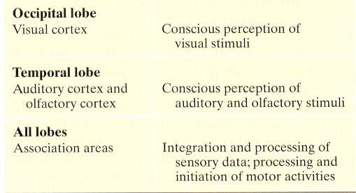 Each cerebral hemisphere receives sensory information from and sends motor