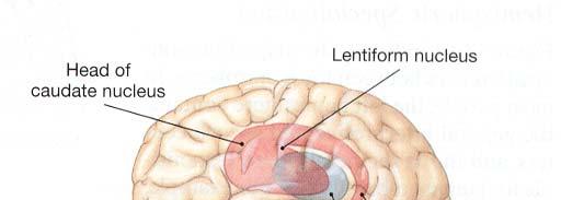 Prefrontal lobotomy Projection fibers: link the cerebral cortex to the diencephalon, brain stem, cerebellum, and spinal cord.
