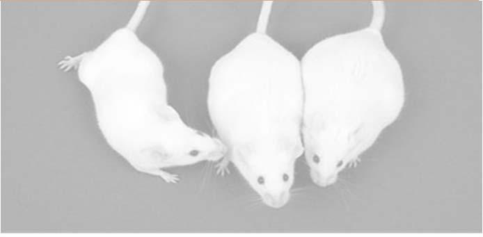 Mice exposed to arsenic in utero The control mouse was not exposed to arsenic during embryonic development and is a normal weight.