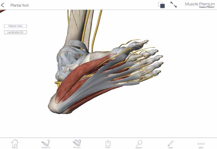 The body relies on an intricate system of muscles, fascia, and ligaments to position,protect and control the foot.