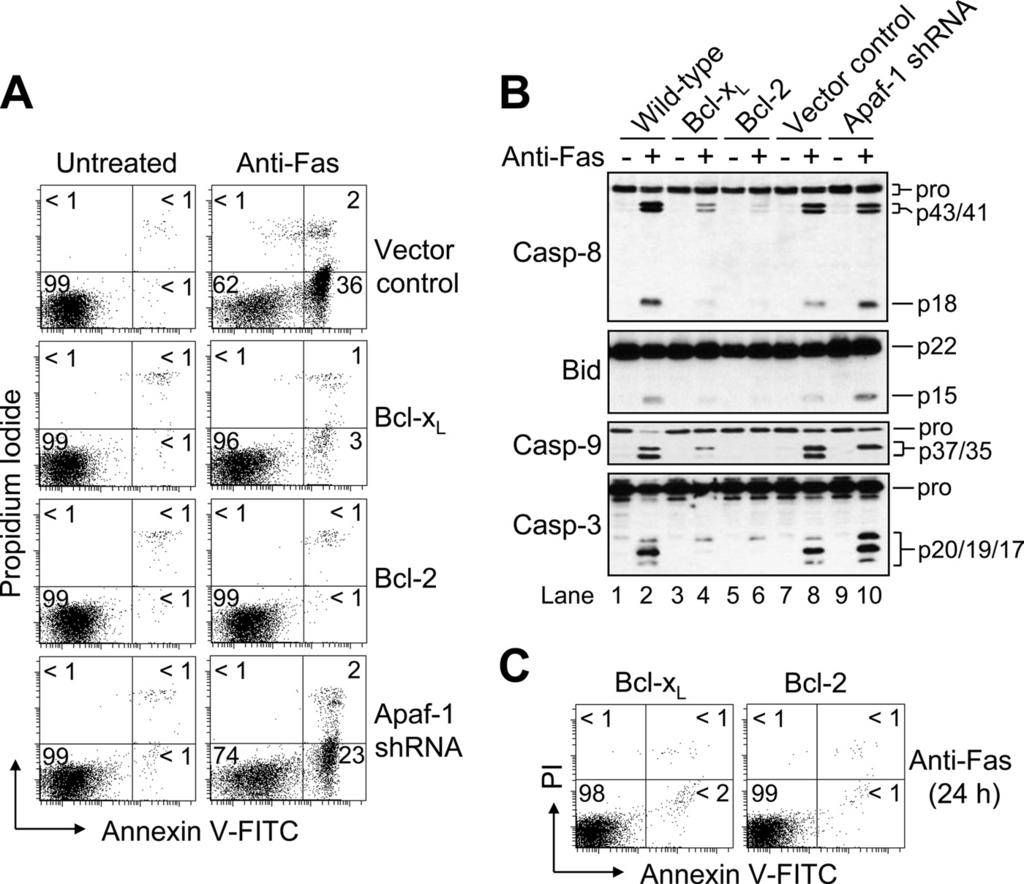 FIGURE 1. Bcl-2 or Bcl-x L overexpression, but not Apaf-1 knockdown, inhibits apoptosis in response to agonistic anti-fas antibody (CH-11).