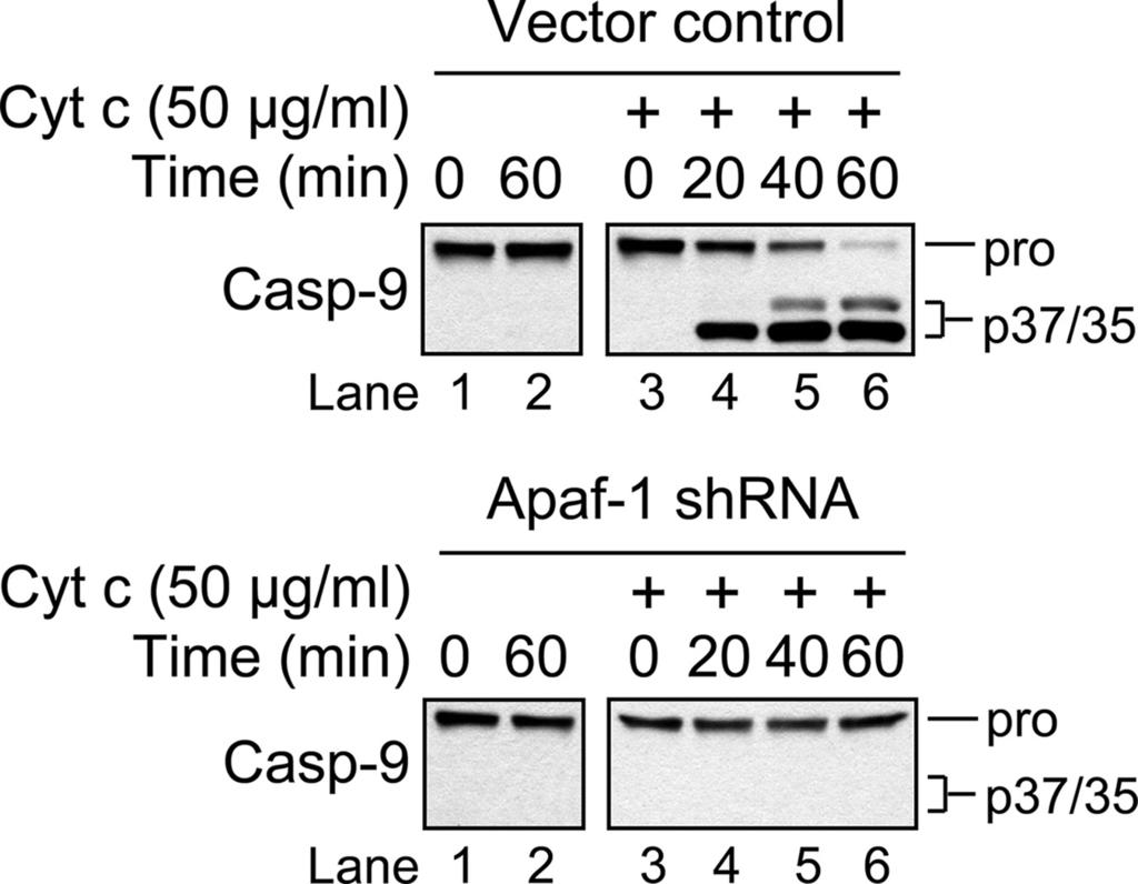 FIGURE 2. In vitro reconstitution of the caspase-9 activation pathway. Vector control (upper panels) or Apaf-1-deficient (lower panels) Jurkat cell cytosolic extract (2.