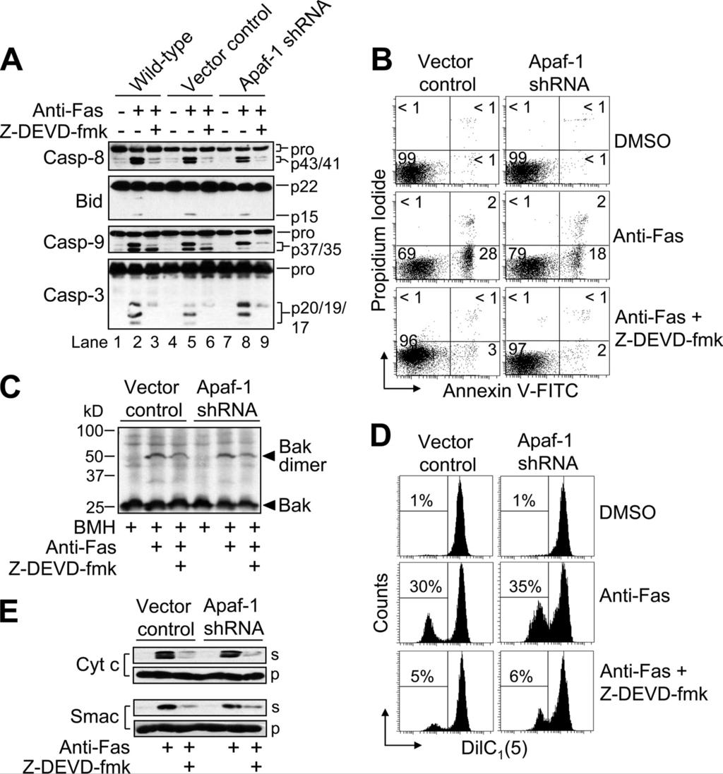 FIGURE 4. Requirement of caspase-3/7 (DEVDase) activity for Fas-induced apoptotic changes in Apaf-1- deficient cells.