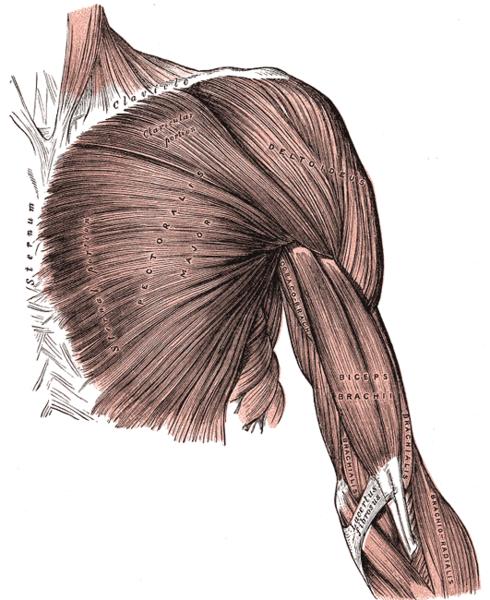 Skeletal Muscle Attached to, and moves, Also called muscle (under conscious control)