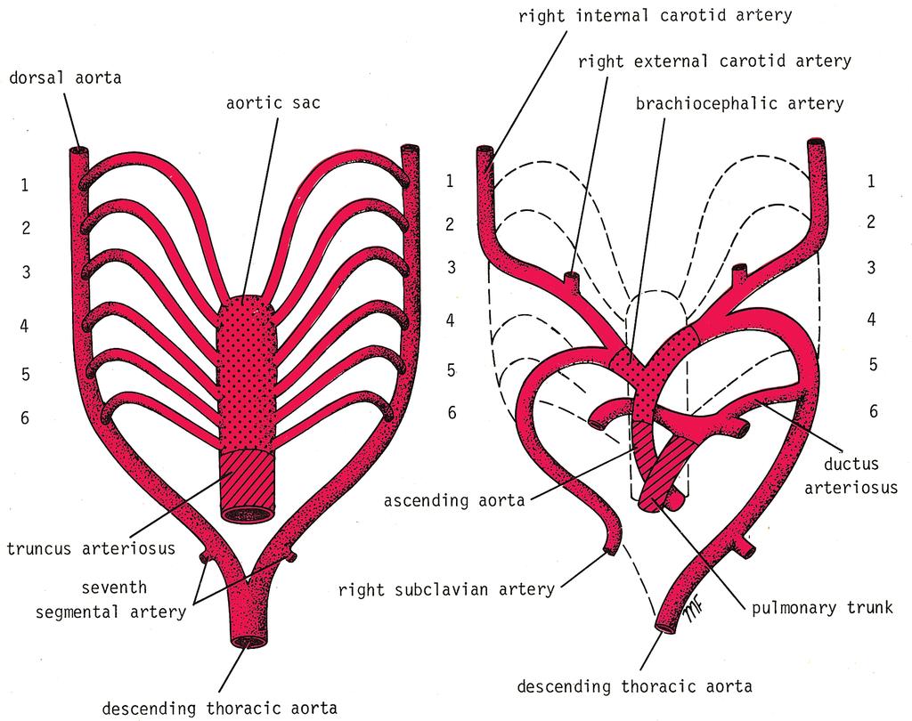 82 Chapter 5 CD Figure 5-4 The formation and fate of the aortic arch arteries. The first, second, and fifth aortic arch arteries disappear completely.
