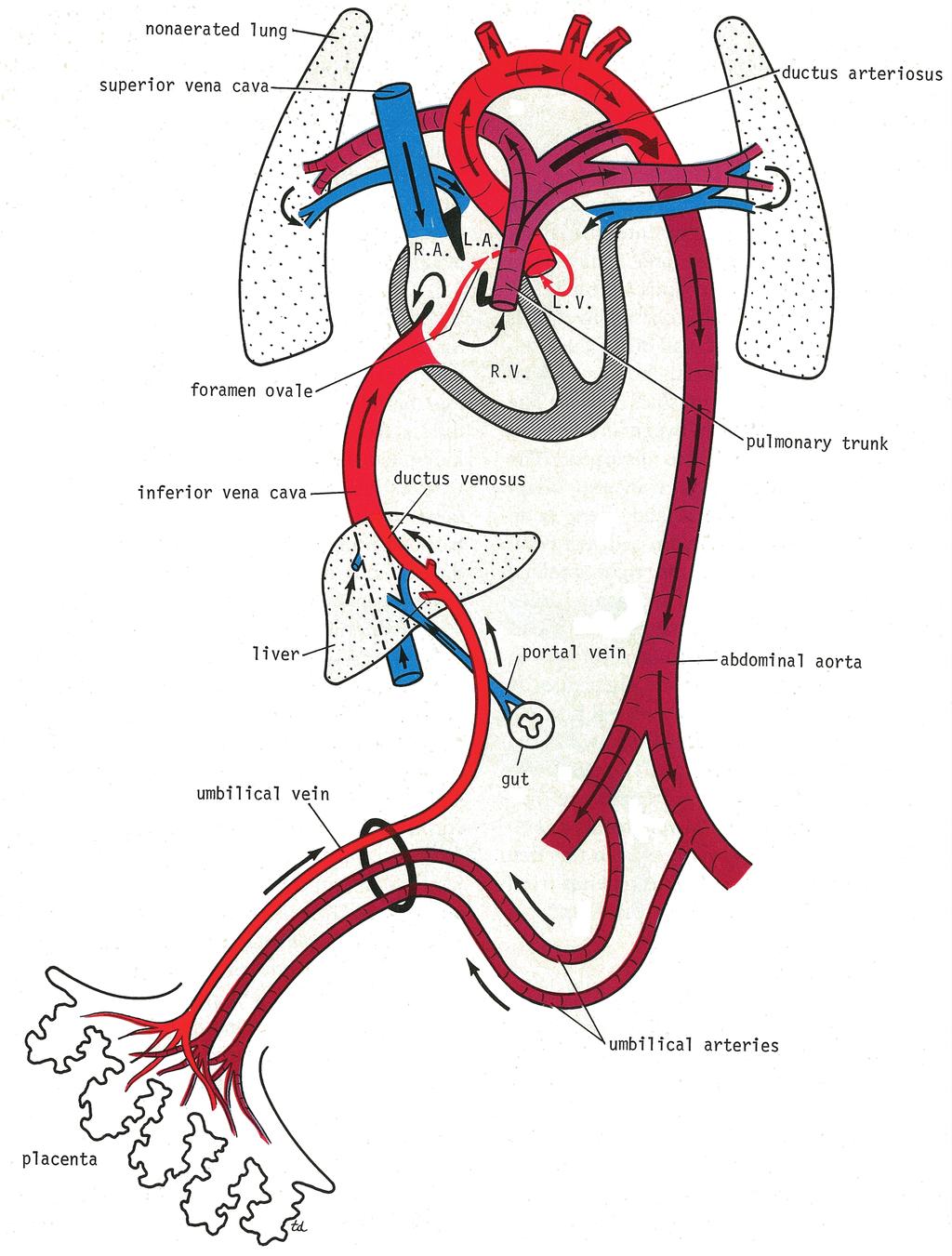 The Blood Vessels of the Thorax 85 CD Figure 5-6 Fetal circulation. R.A. right atrium, R.V. right ventricle, L.A. left atrium, L.V. left ventricle.