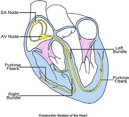 Conduction System of