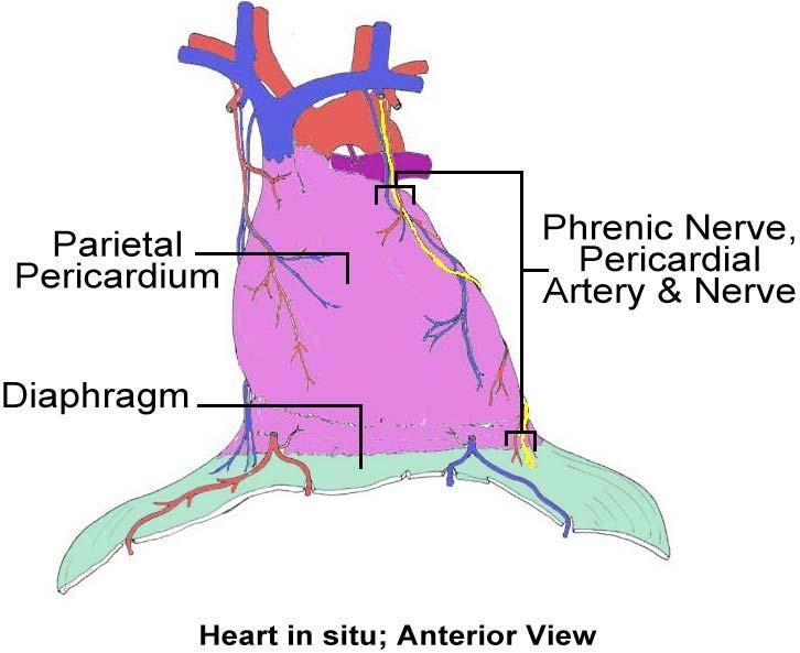 Vessels and Nerves of the Pericardium A patient is diagnosed with cardiac tamponade. Pericardiocentesis is needed to drain fluid from the pericardial cavity to relieve pressure on the heart.